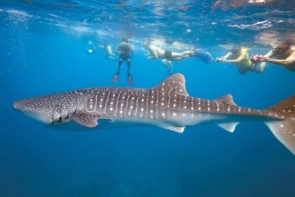 Whale Shark Snorkeling in La Paz