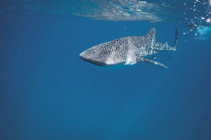 Whale Shark Snorkelling in La Paz