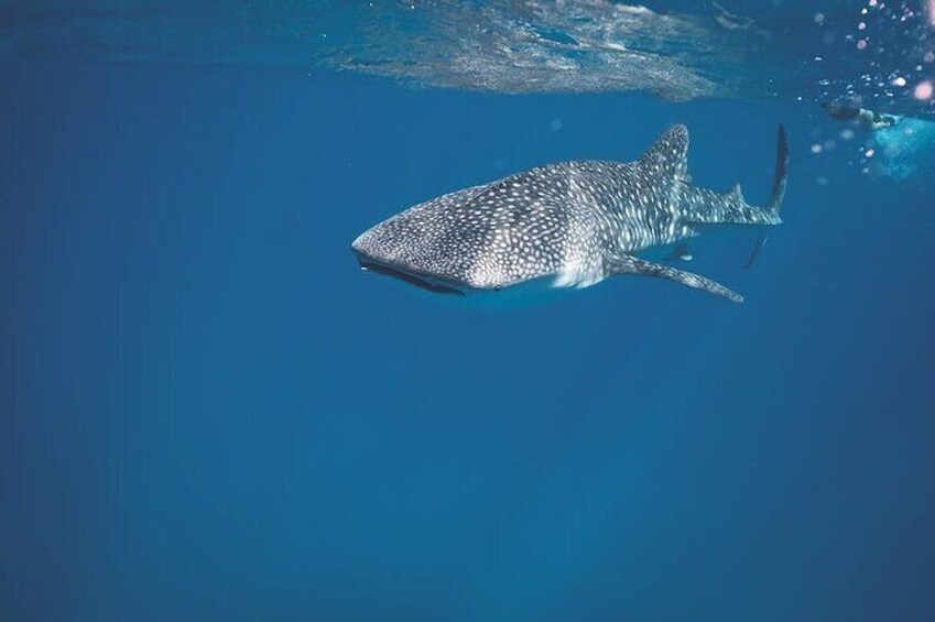 Full Day Private Whale Shark Snorkeling in La Paz