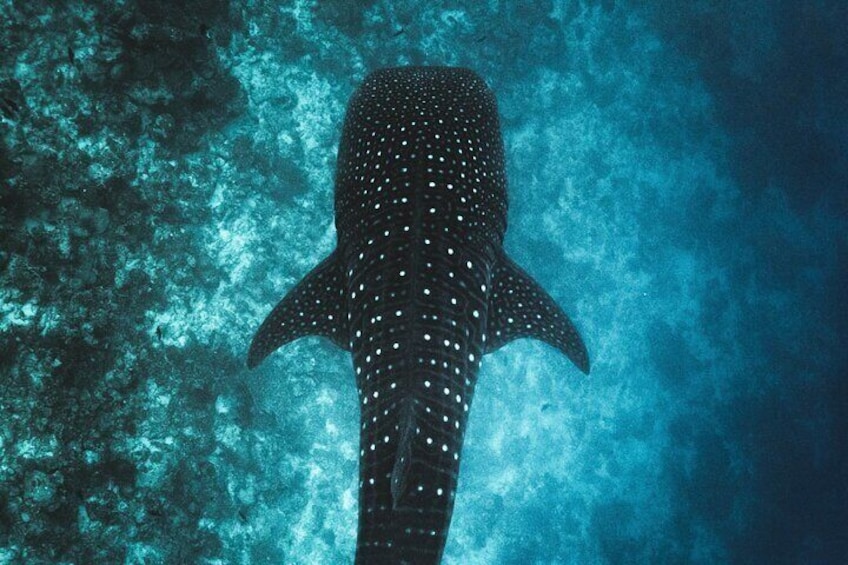 Full Day Private Whale Shark Snorkeling in La Paz