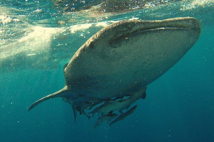 Full Day Private Whale Shark Snorkeling in La Paz