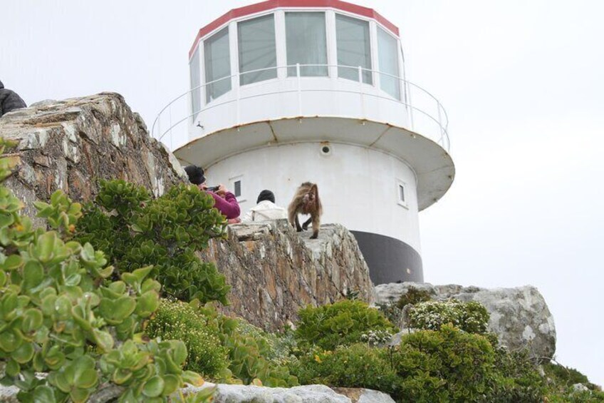 Tour Guides don't get more local than this... Adventure with us at the Cape Point Nature Reserve