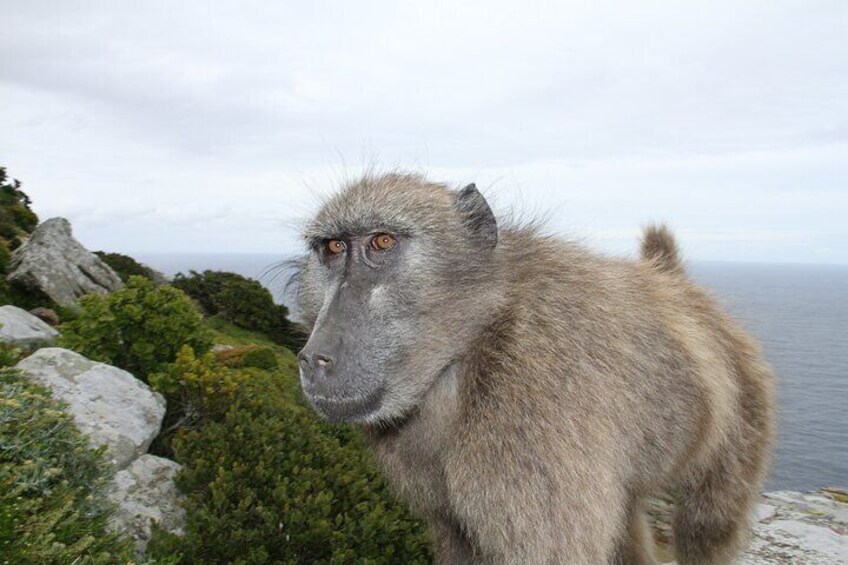 Chacma Baboons are very inquisitive... Interact with them at the Cape Point Nature Reserve