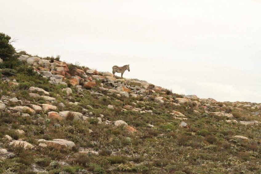 Cape Mountain Zebras on a rocky outcrop in the Cape Point Nature Reserve