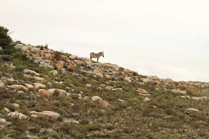Cape Point and Cape of Good Hope day tour Up to 10 persons