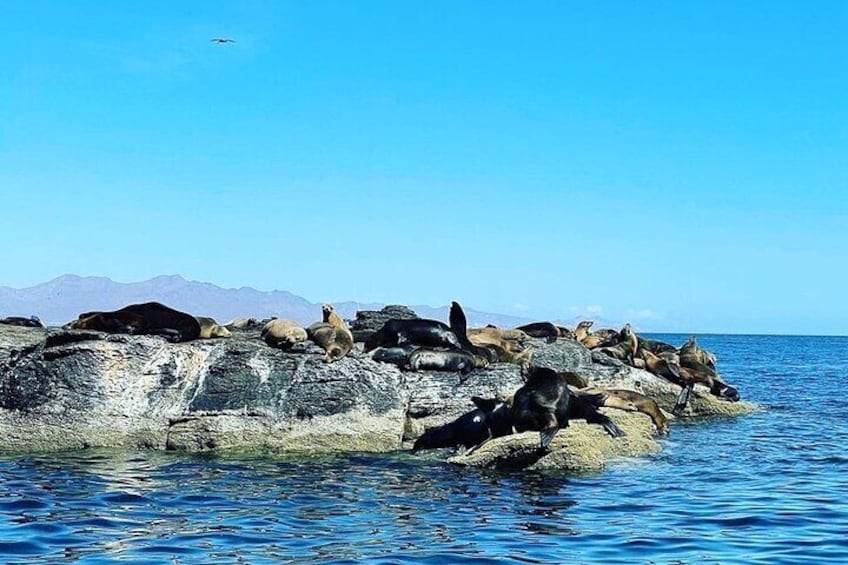 Coronados Island Tour with Snorkeling