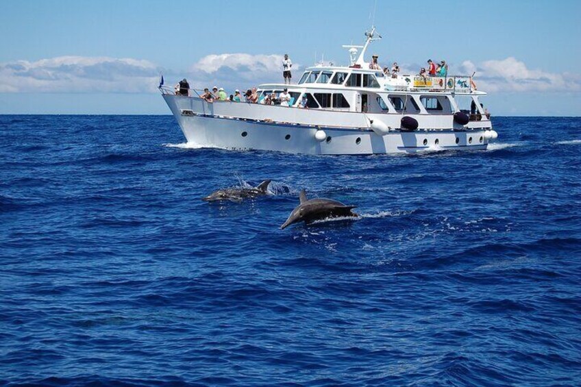 3 Hours Boat Excursion for whale watching in La Gomera
