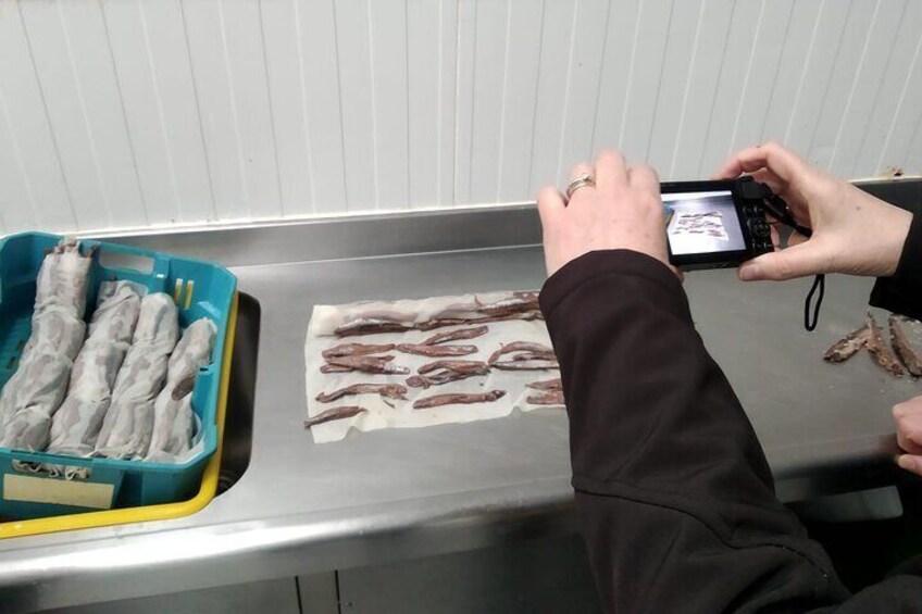 During the visit we will see the process of making the anchovy fillet from its arrival at the factory to its release for sale.