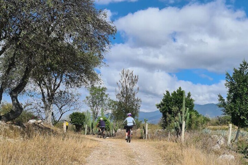 3-hour MTB Bike Tour to the Tule Tree