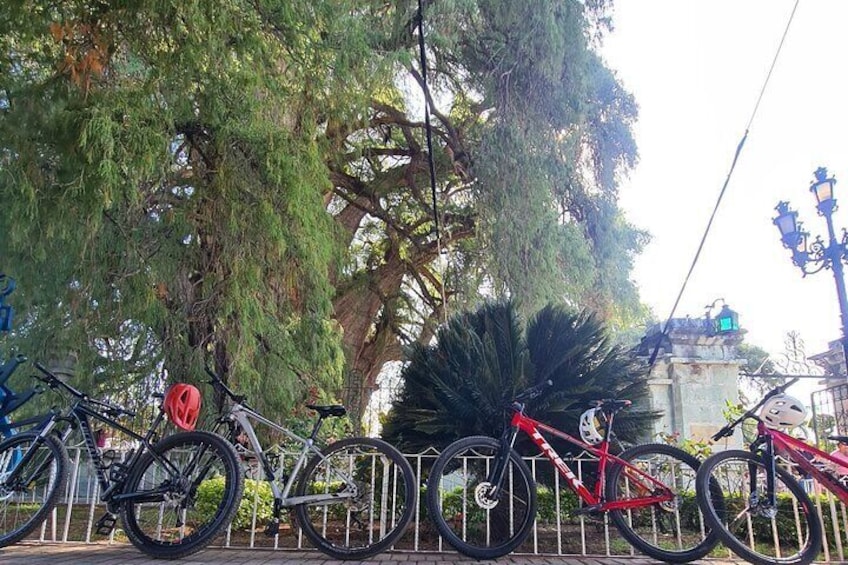 3-hour MTB Bike Tour to the Tule Tree