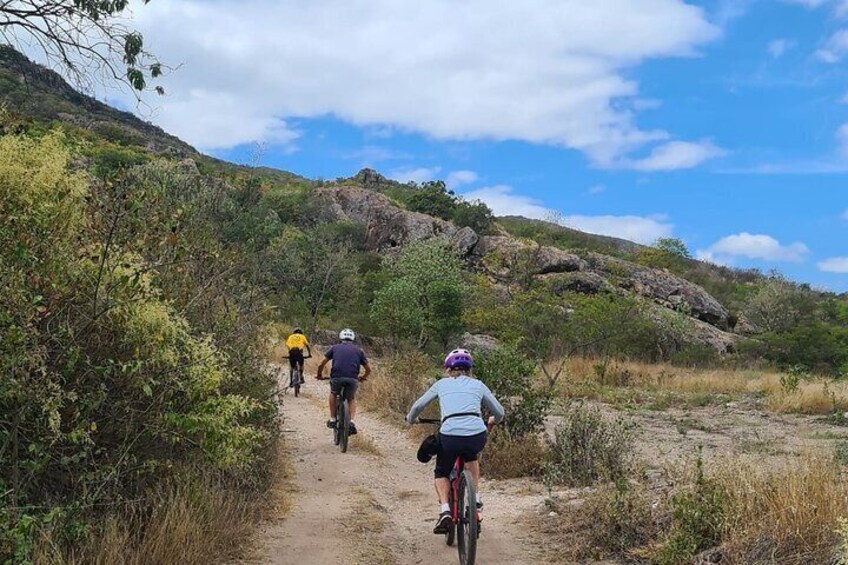 3-hour MTB Bike Tour to the Tule Tree