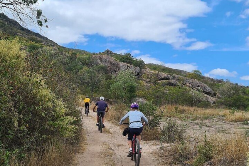 3-hour MTB Bike Tour to the Tule Tree