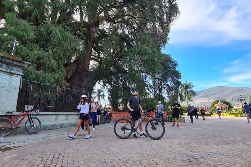 3-hour MTB Bike Tour to the Tule Tree