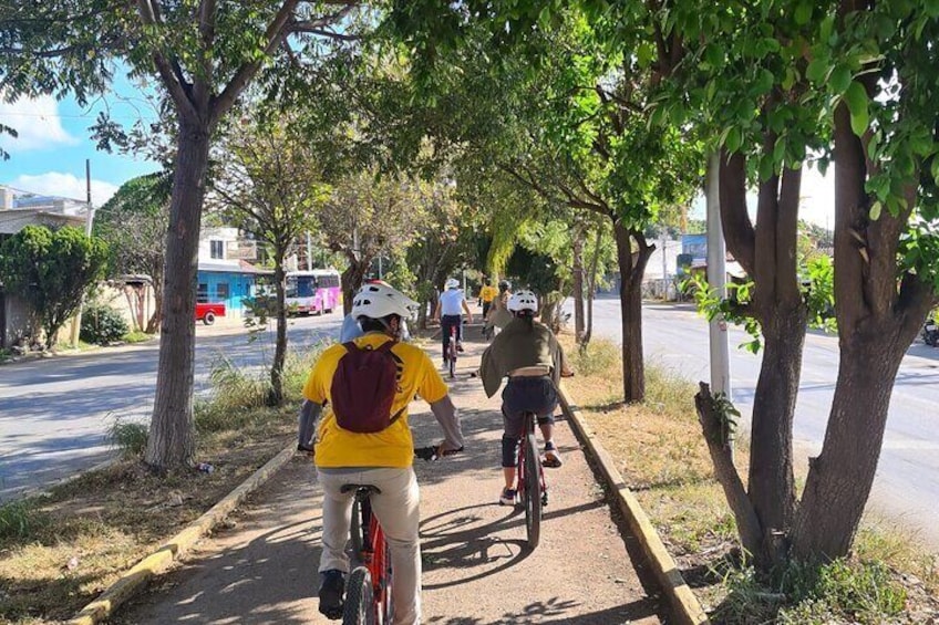 3-hour MTB Bike Tour to the Tule Tree