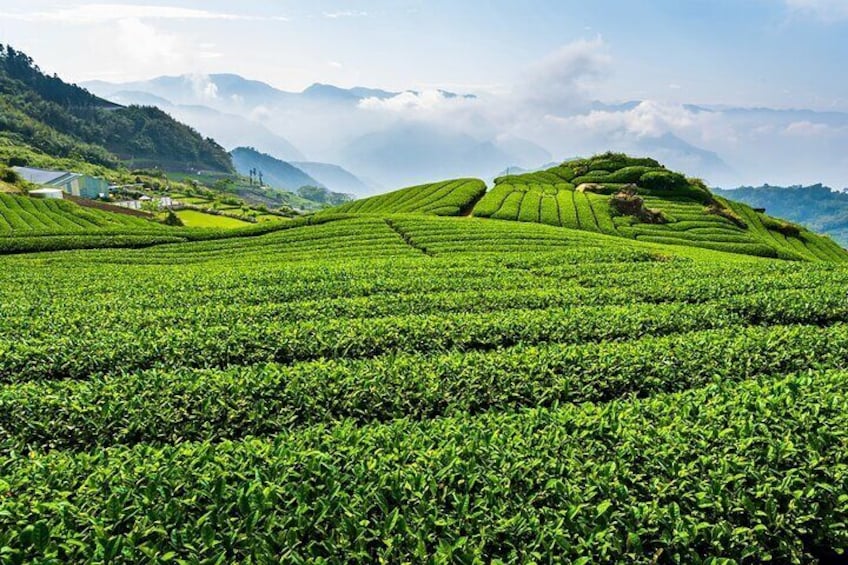 Private Tour Alishan Culture and Ecology from Kaohsiung