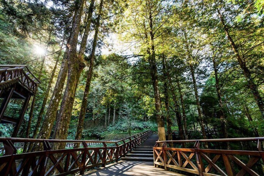 Private Tour Alishan Culture and Ecology from Kaohsiung