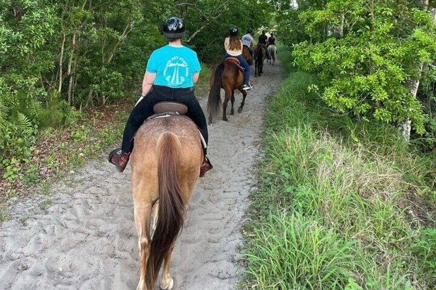 Trail horses walking into the slough.