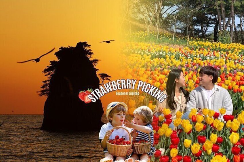 Taean Tulip Festival, Kkotji Beach & Strawberry Picking Day Tour