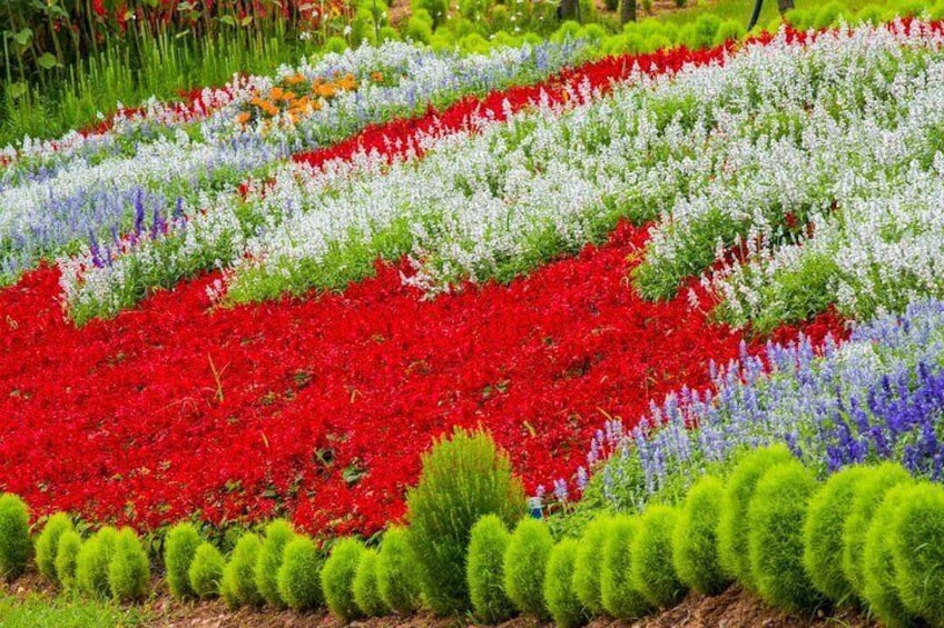 Taean Tulip Festival, Kkotji Beach & Strawberry Picking Day Tour