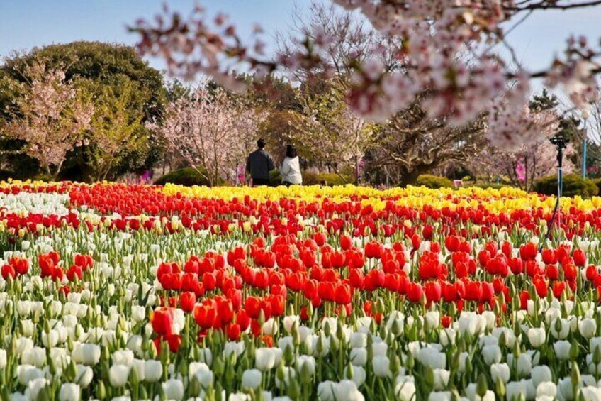 Taean Tulip Festival, Kkotji Beach & Strawberry Picking Day Tour