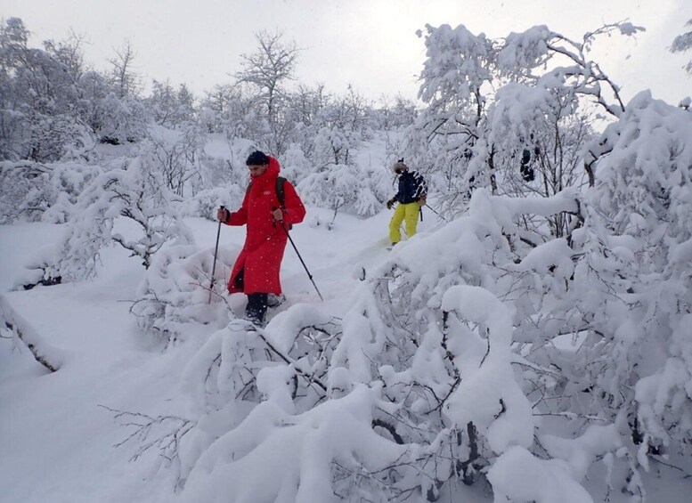 Picture 3 for Activity Svolvaer: Snowshoeing Half Day