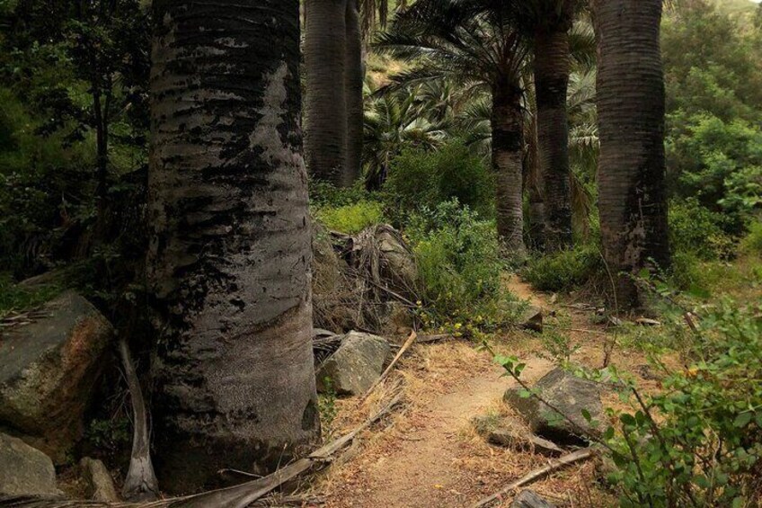 Private excursion to the palm forest in Viña del Mar