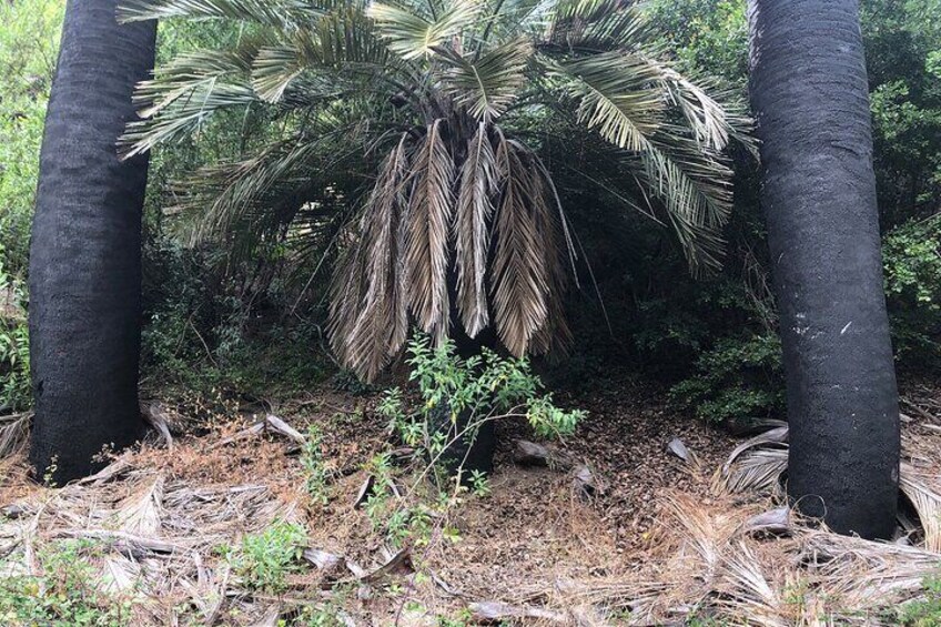 Private excursion to the palm forest in Viña del Mar