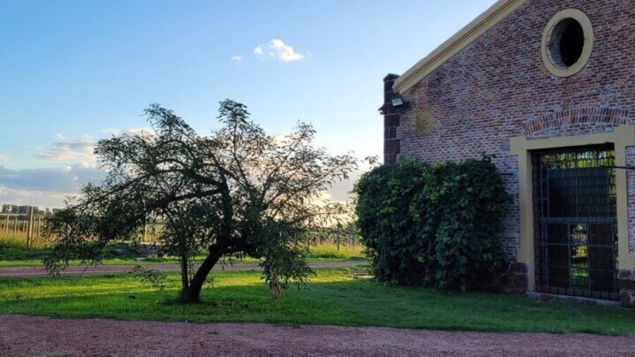 Private Castillo Viejo Winery Tour from Las Piedras