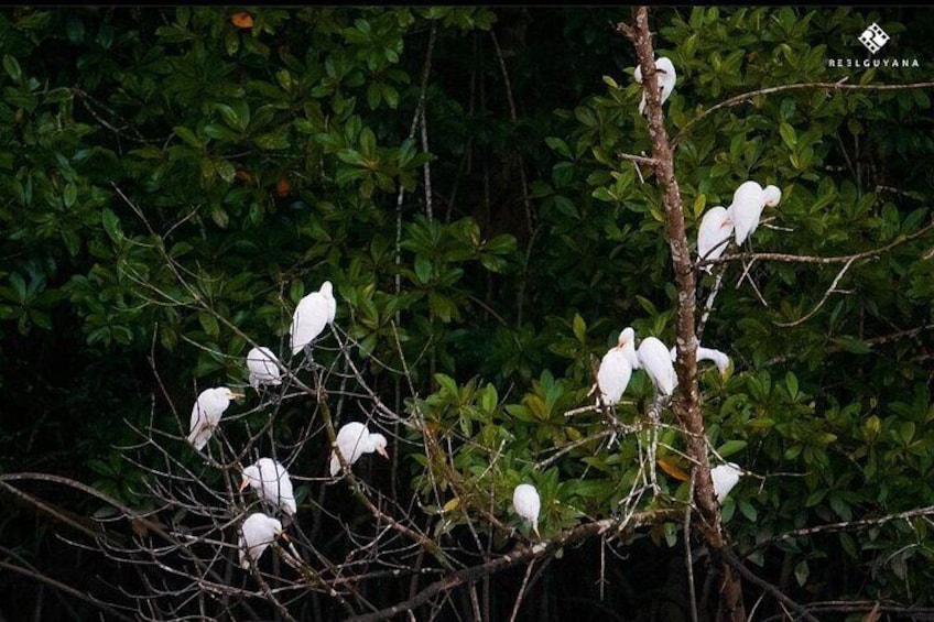 Enjoy the beautiful nesting sites