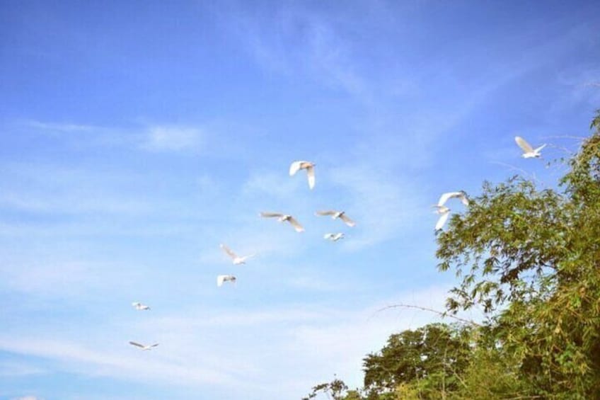 Watch as the snowy egrets return home for the night