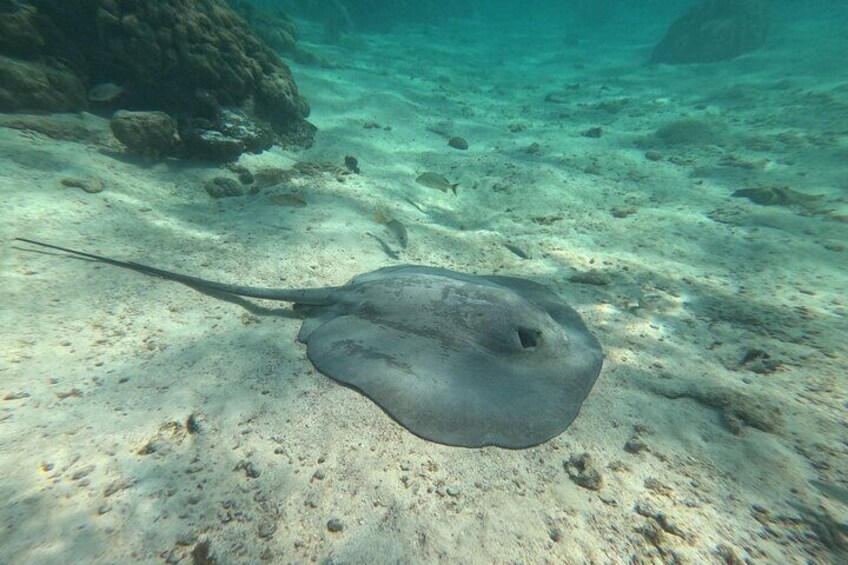 Let's snorkel Hol Chan the Best Marine Reserve in Belize