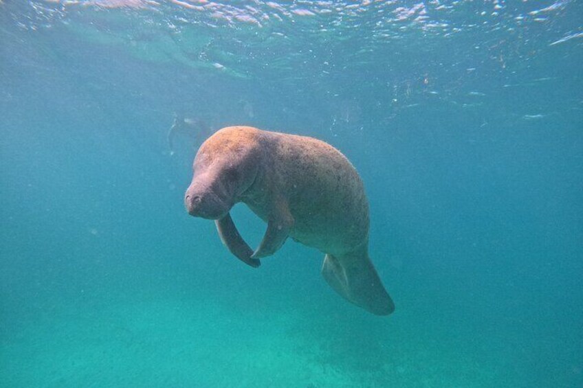 Let's snorkel Hol Chan the Best Marine Reserve in Belize