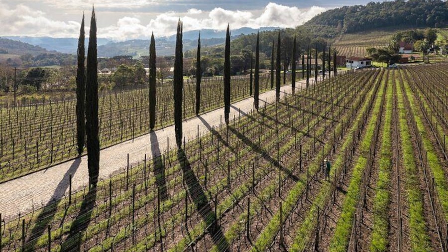 Full-Day Private Vale dos Vinhedos Wine Tour from Porto Alegre