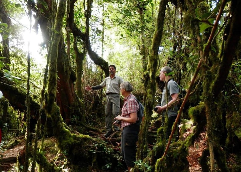 Cameron Highlands and Mossy Forest Half Day Tour