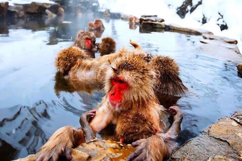 Private Snow Monkeys Park Zenkoji Temple Obuse Tour with Guide 