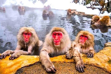 Private Snow Monkeys Park Zenkoji Temple Full Day Trip with Guide