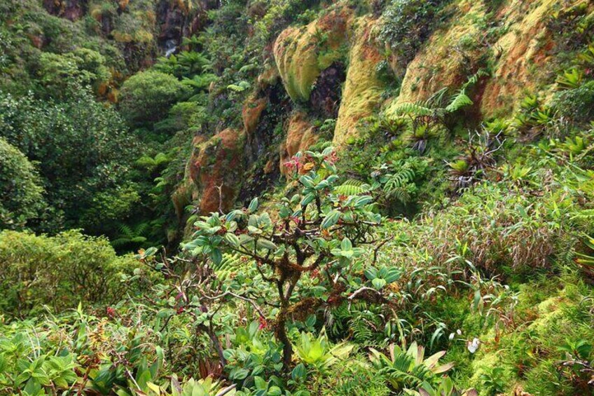 Full Day Private Tour to La Soufriere Volcano from Kingstown