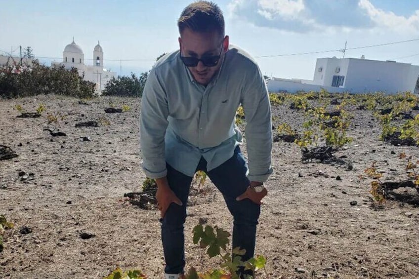 Santorini vines