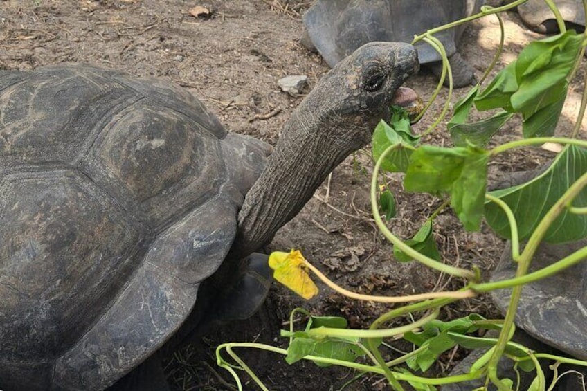 Praslin-La Digue Day Trip from Mahe Island Seychelles