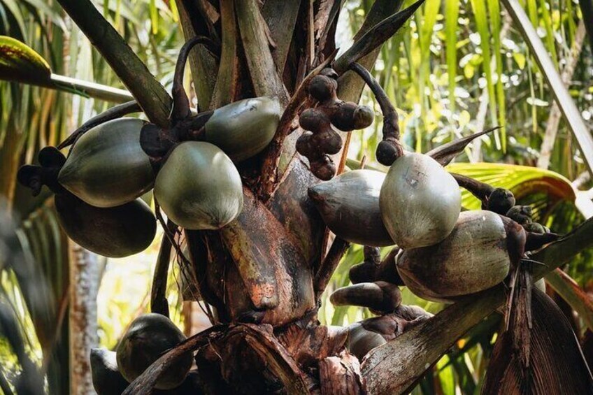 Coco de mer, The biggest seeds in the world.