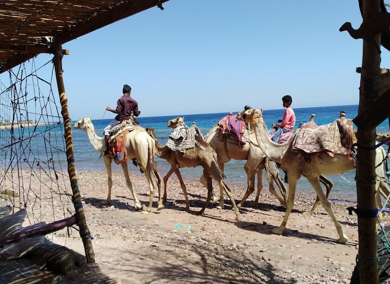 Picture 3 for Activity From Sharm: Dahab Day Trip with Desert Safari and Camel Ride