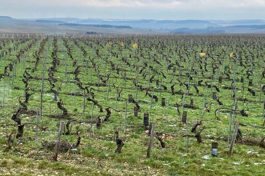 Exquisite Red & White Wines Private Trip to Burgundy from Paris