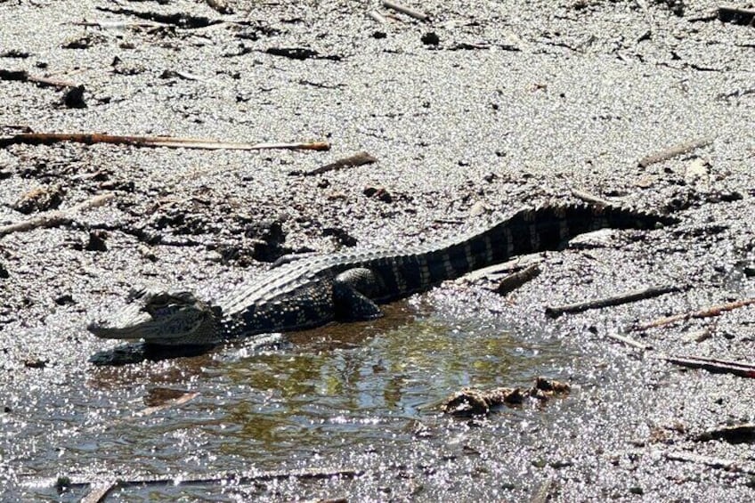 Private 90 Minutes Everglades Airboat Adventure