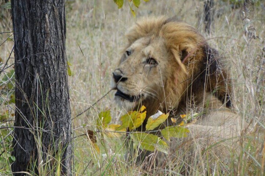 Private 3 Days and 2 Nights Kruger Park Safari from Maputo City