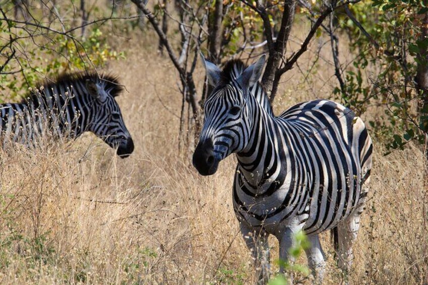 Private 3 Days and 2 Nights Kruger Park Safari from Maputo City