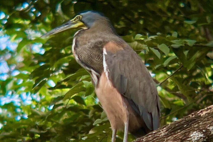 Private tour in Palo Verde with Boat ride 