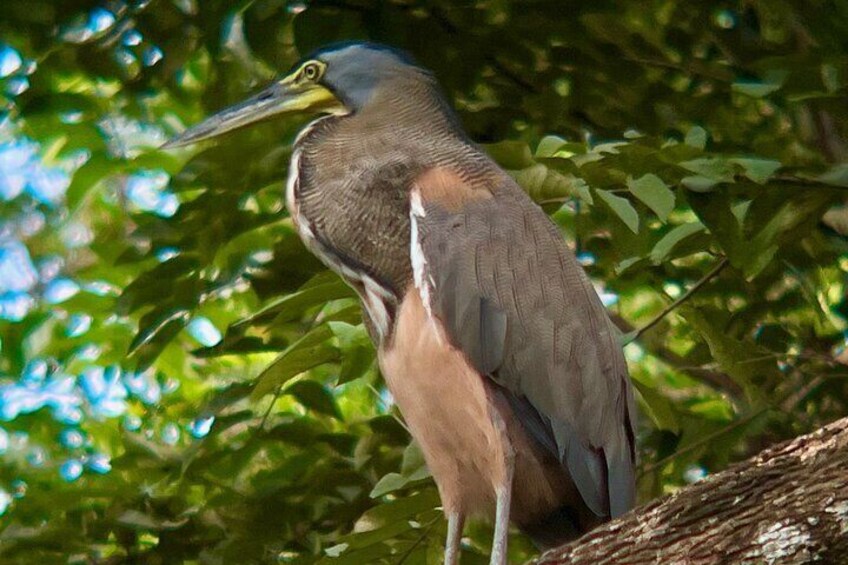 Private tour in Palo Verde with Boat ride