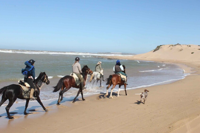 Picture 1 for Activity From Essaouira: 1-Hour Horse Ride with sunset