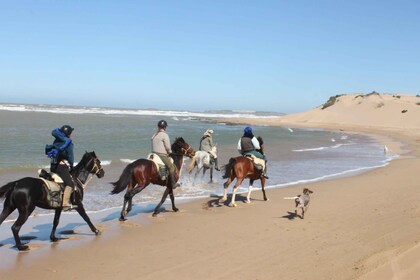 From Essaouira: 1-Hour Horse Ride with sunset