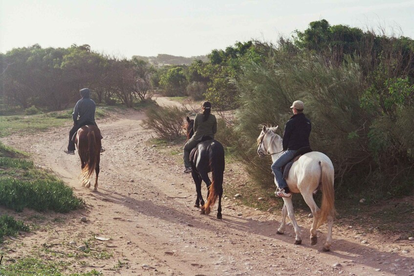 Picture 2 for Activity From Essaouira: 1-Hour Horse Ride with sunset